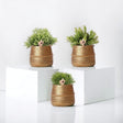 Livraison plante Box 3 Rhipsalis et leurs caches - pots doré - Ø9cm - plante d'intérieur