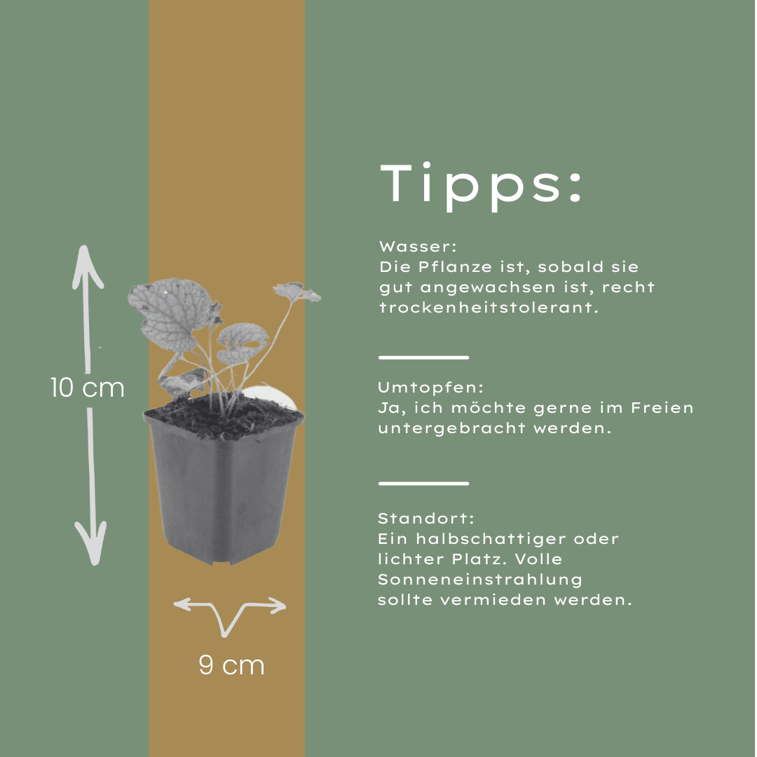 Livraison plante Brunnera Jack frost