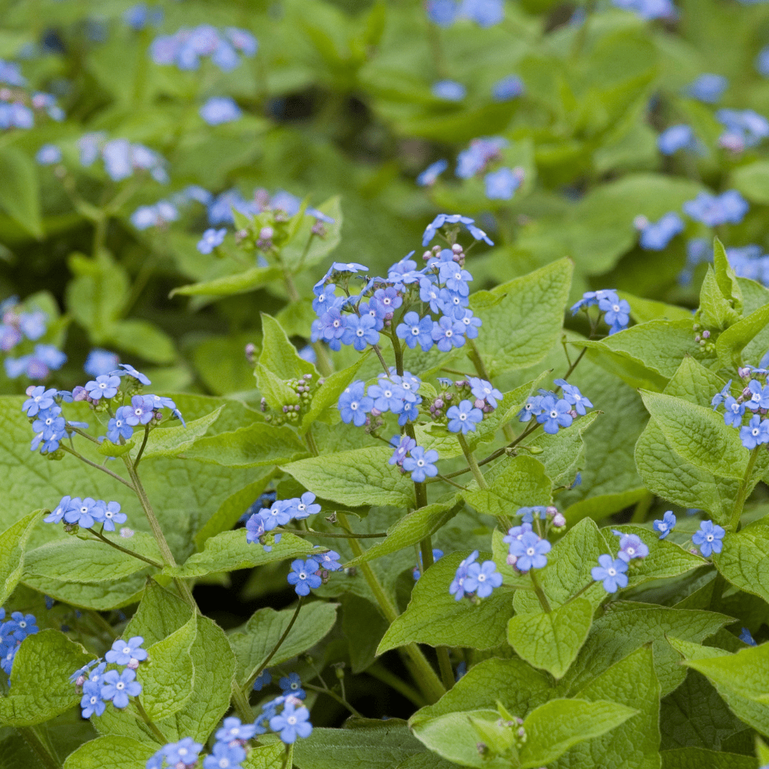Livraison plante Brunnera macrophylla