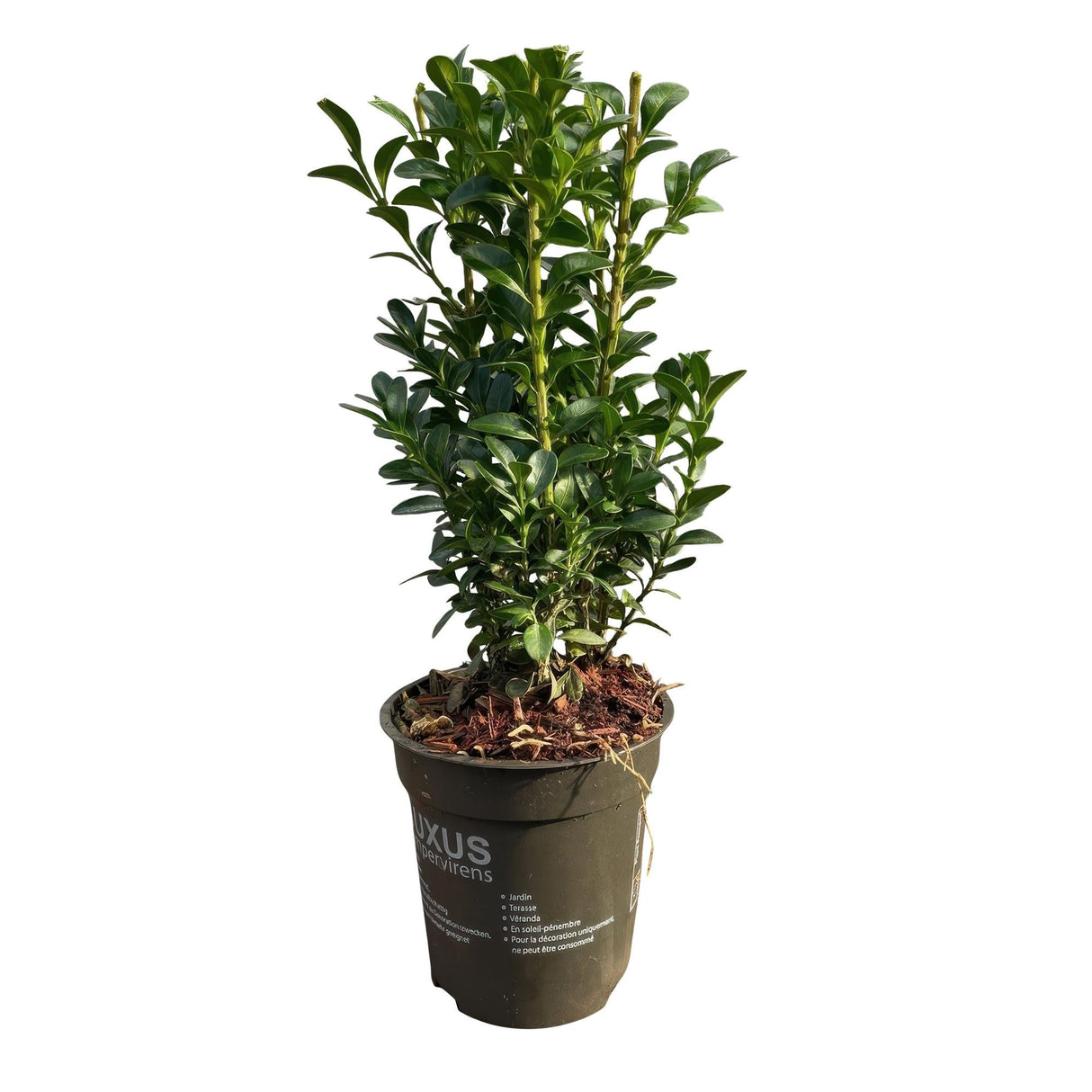 Livraison plante Buis sempervirens – Lot de 8 – Pot 9 cm – Hauteur 20 - 25 cm