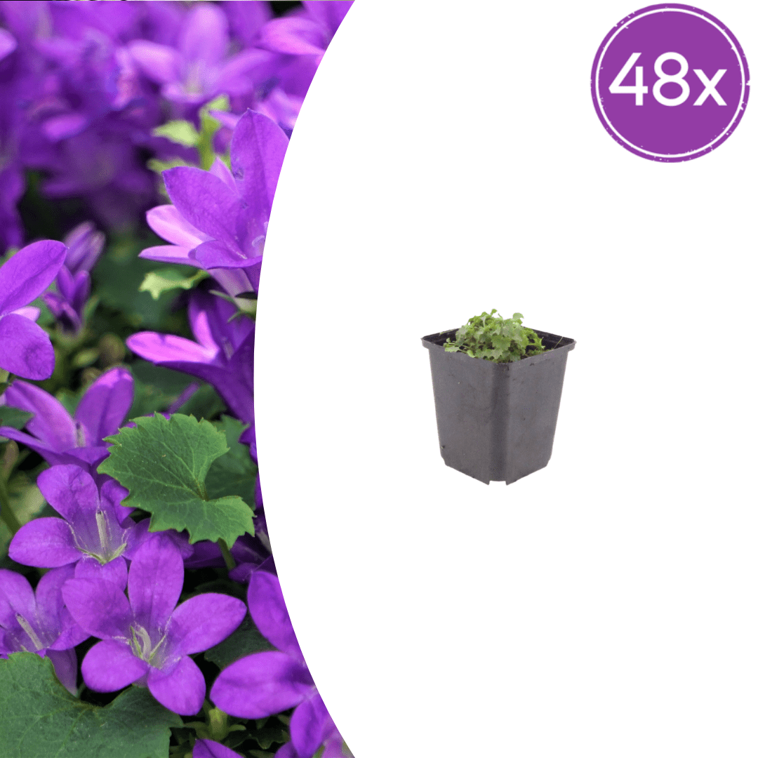 Livraison plante Campanule violet