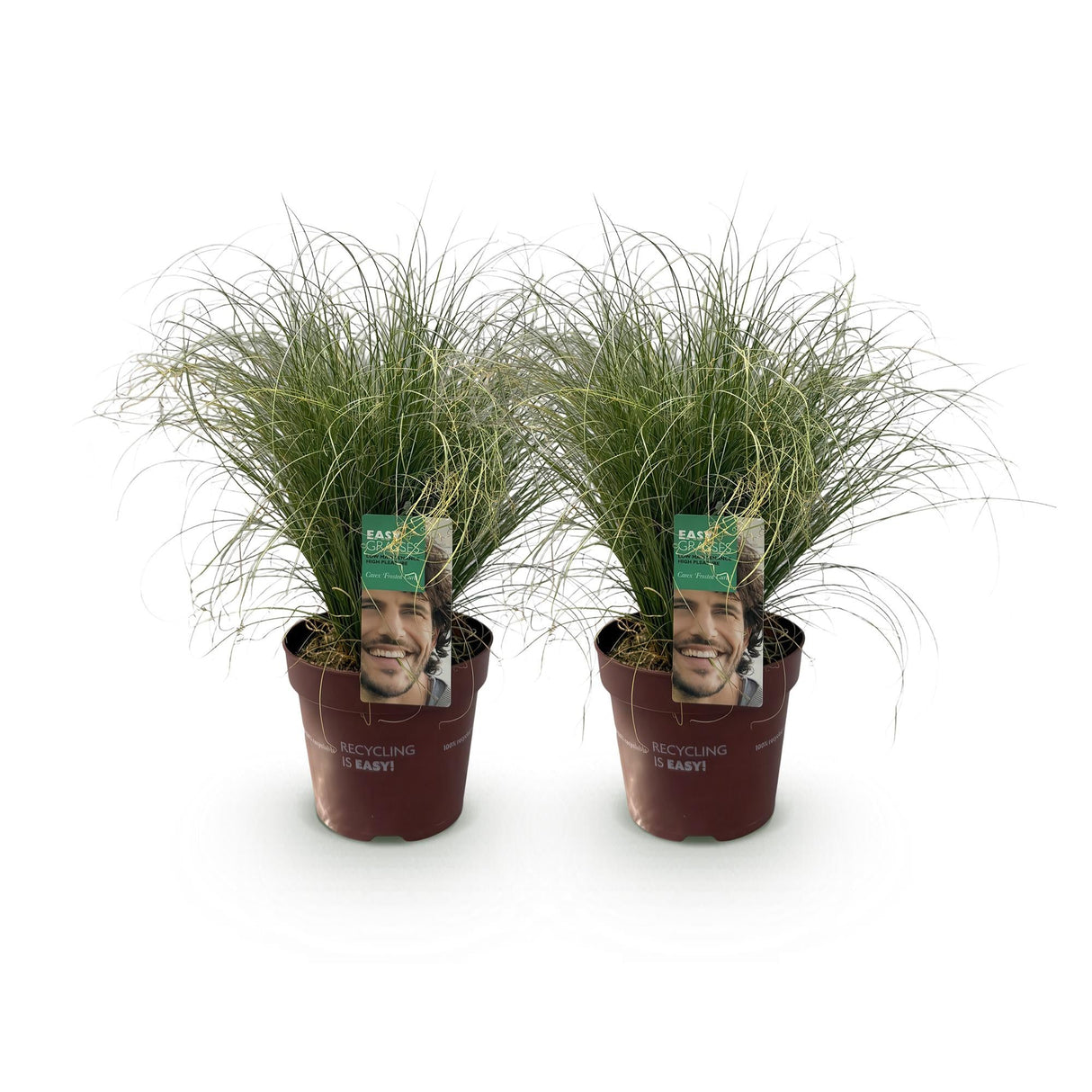 Livraison plante Carex comans Frosted Curls – Lot de 2 – Pot 17 cm