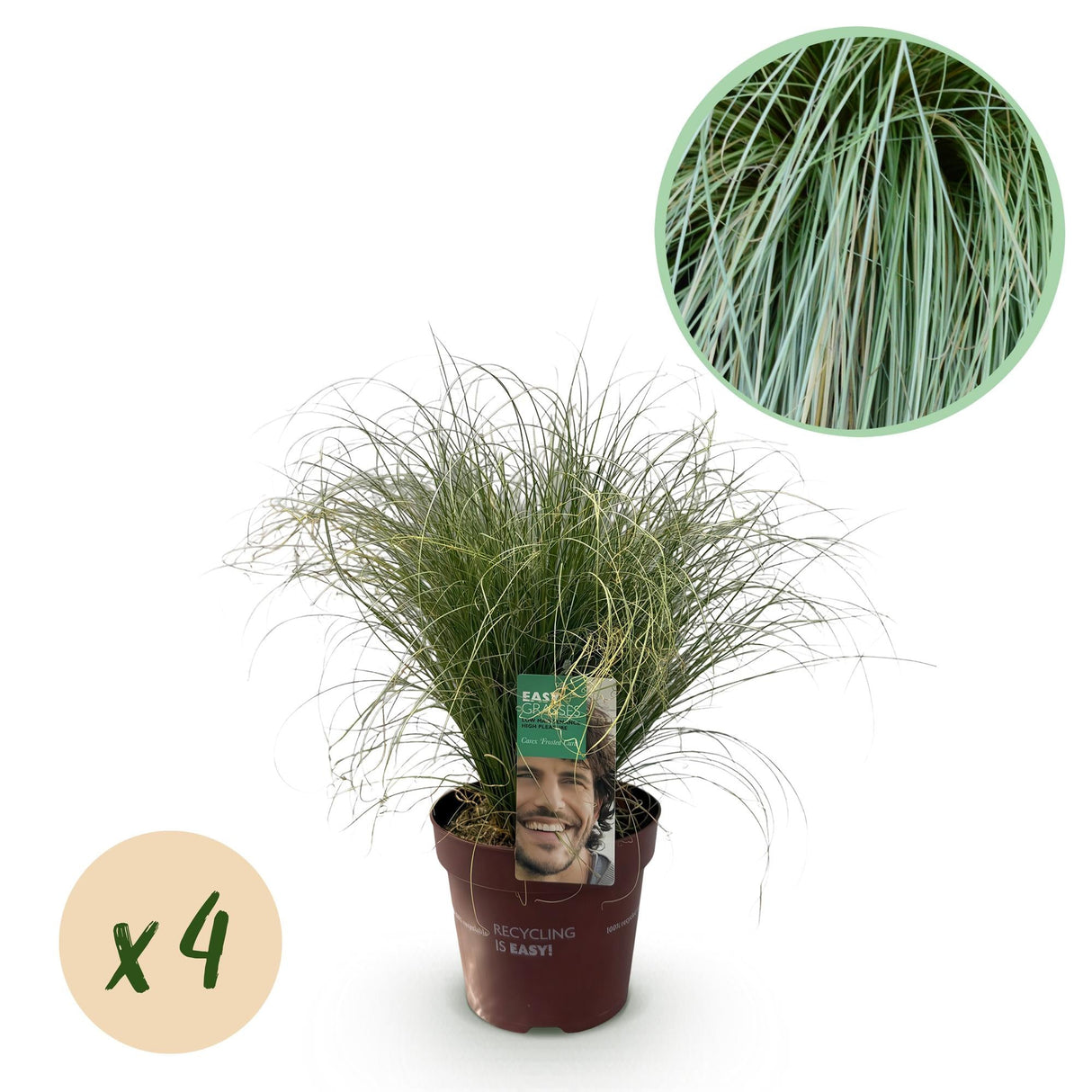 Livraison plante Carex comans Frosted Curls – Pot 17 cm – Hauteur 50 cm