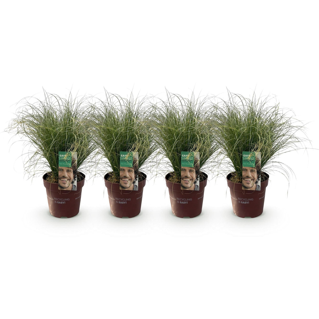 Livraison plante Carex comans Frosted Curls – Pot 17 cm – Hauteur 50 cm