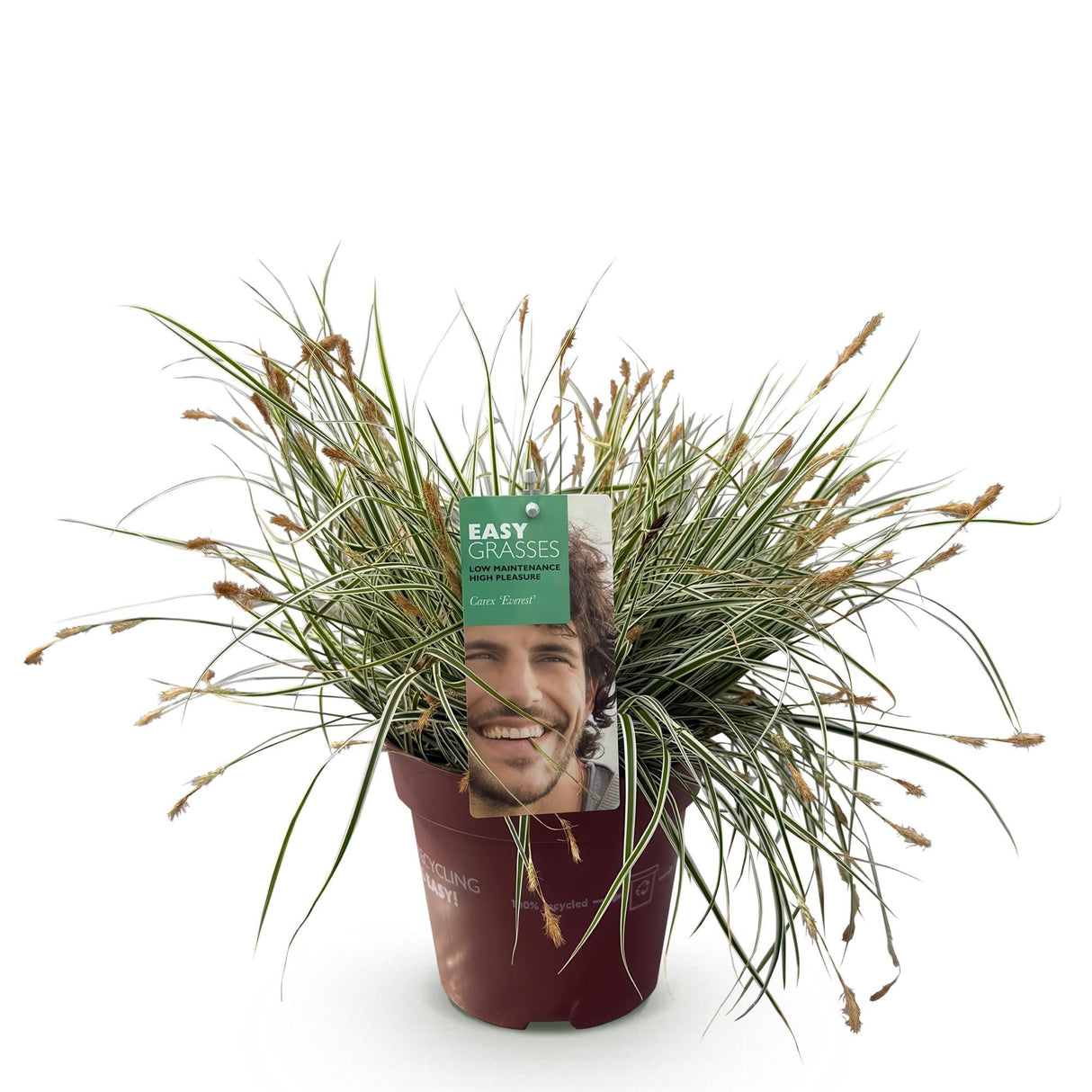 Livraison plante Carex oshimensis Everest – Pot 17 cm – Hauteur 50 cm