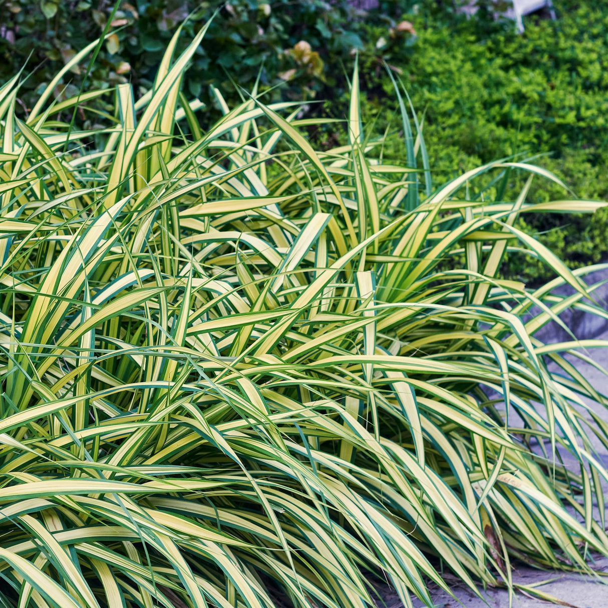 Livraison plante Carex oshimensis Evergold – Lot de 2 – Pot 17 cm – Hauteur 50 cm