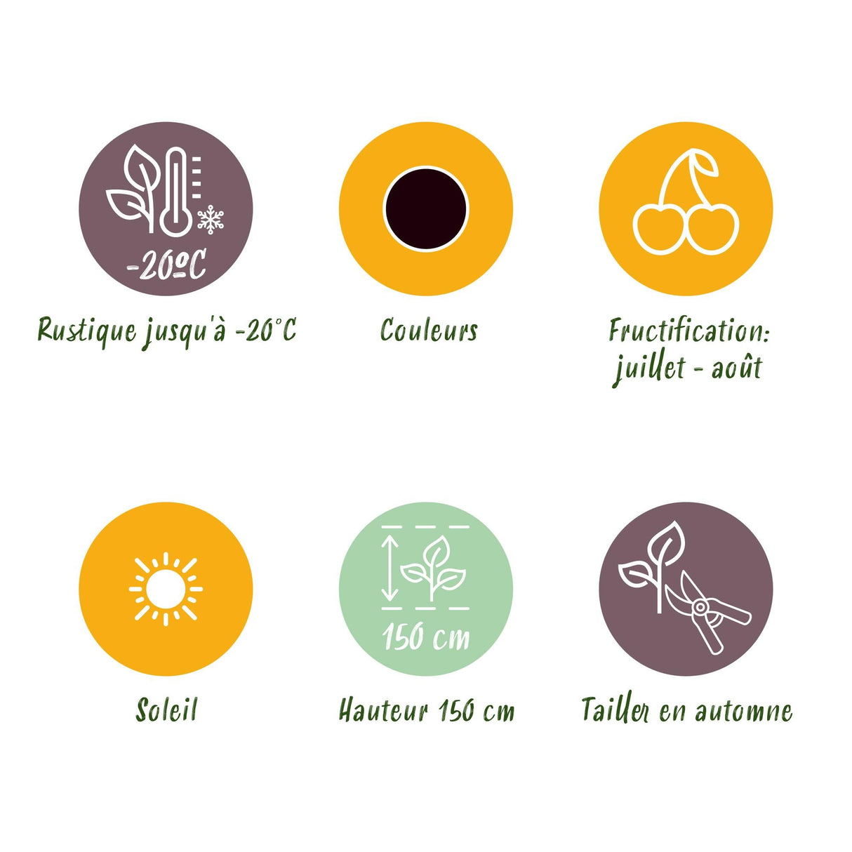 Livraison plante Cassis Titania – Lot de 3 – Pot 9 cm