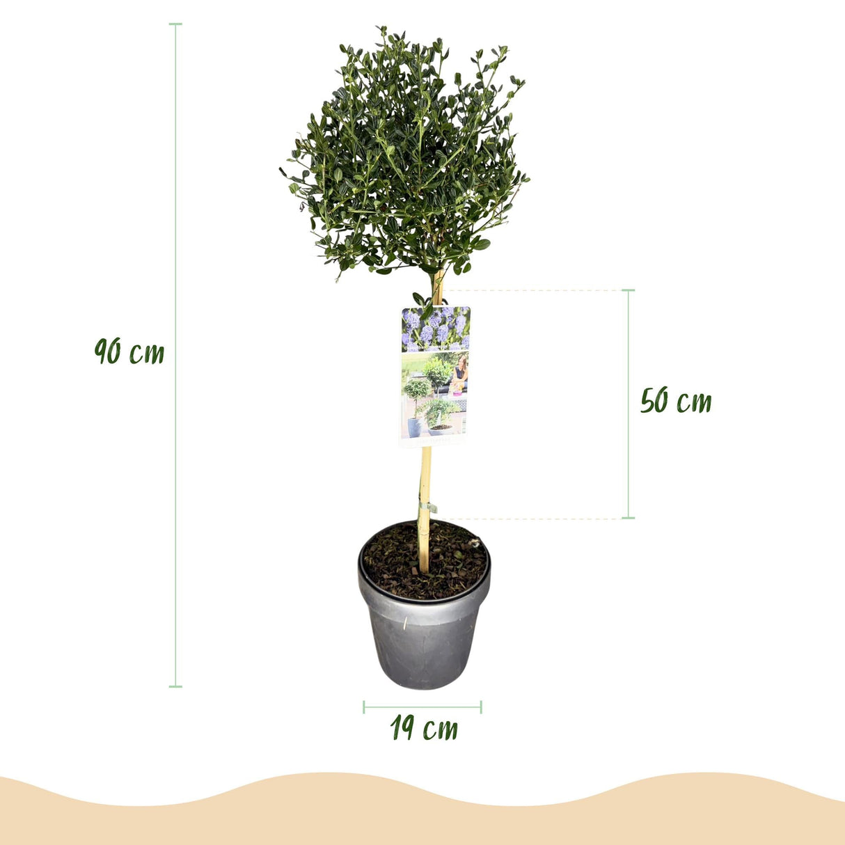 Livraison plante Ceanothus impressus Victoria – Pot 19 cm – Hauteur 90 cm
