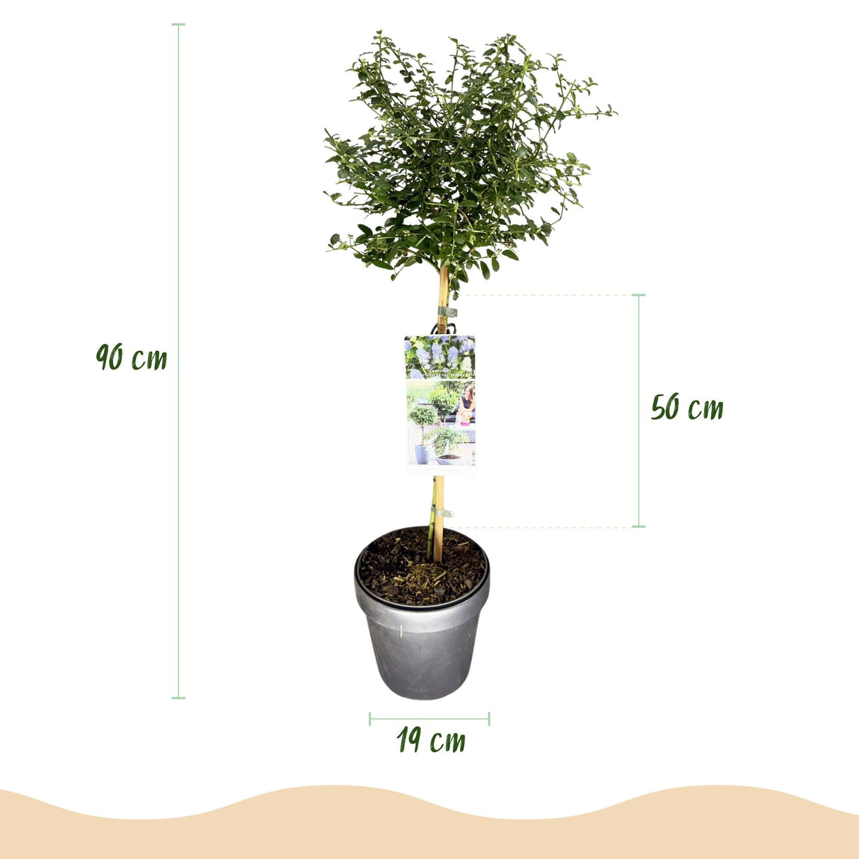 Livraison plante Ceanothus thyrsiflorus Repens – Pot 19 cm – Hauteur 90 cm