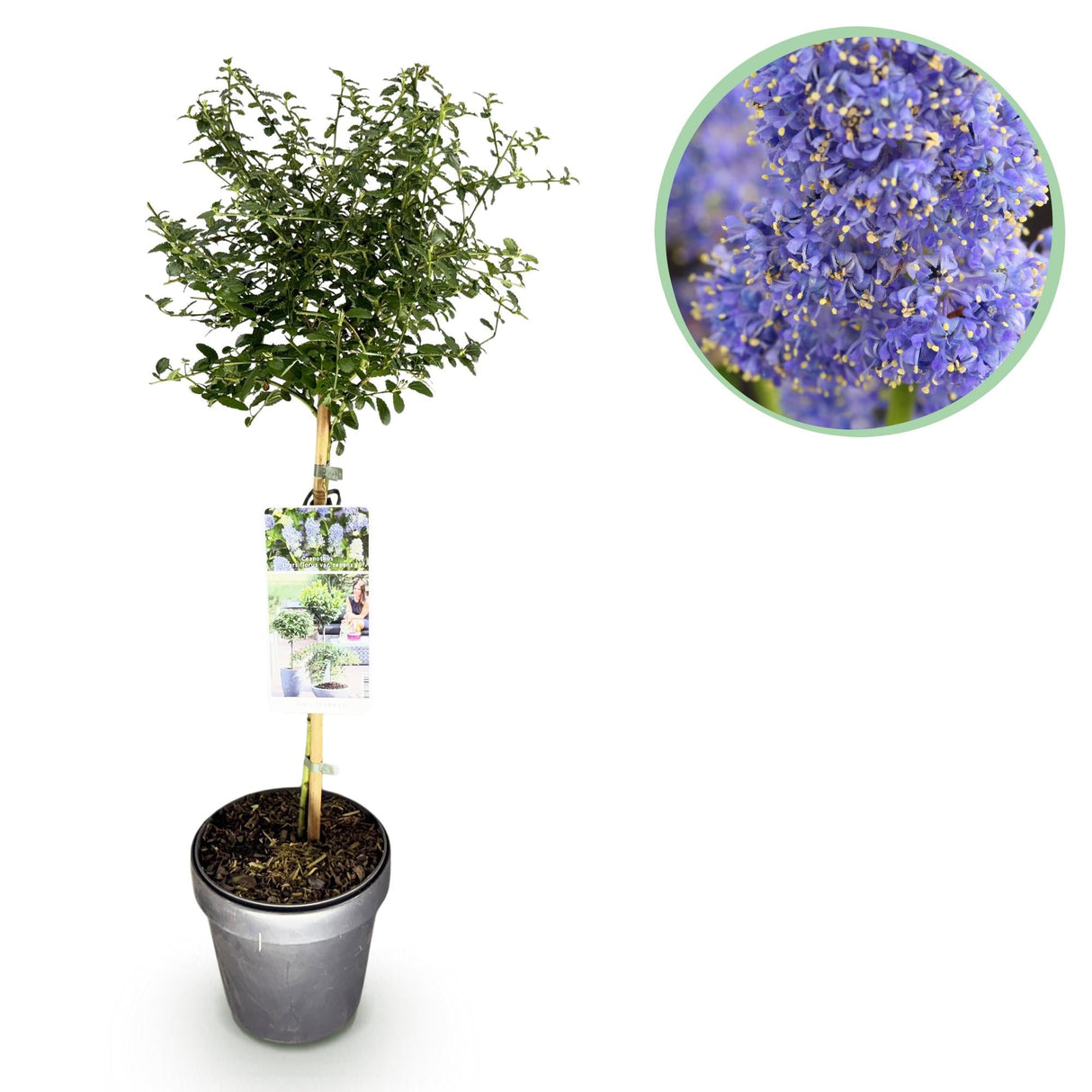 Livraison plante Ceanothus thyrsiflorus Repens – Pot 19 cm – Hauteur 90 cm