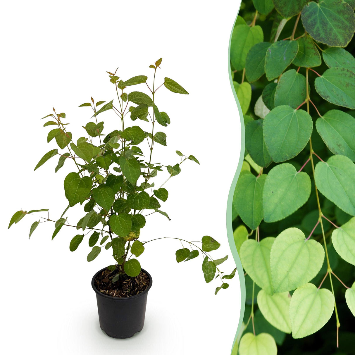 Livraison plante Cercidiphyllum japonicum en pot