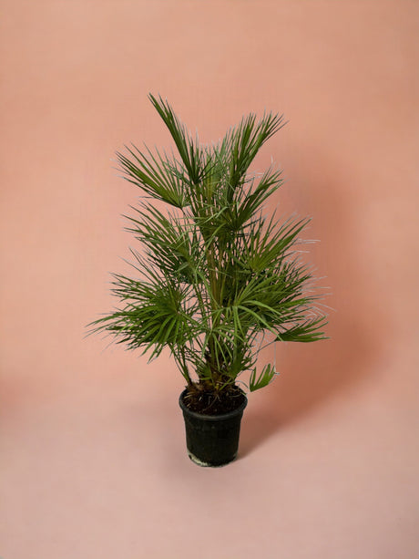 Livraison plante Chamaerops Humilis