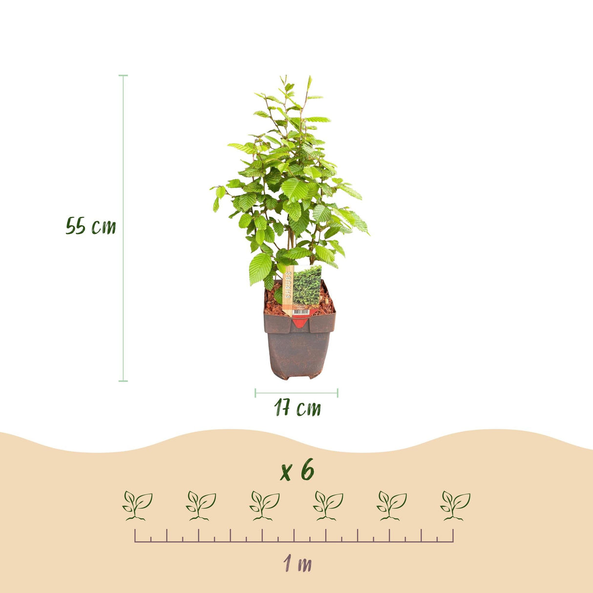 Livraison plante Charme Carpinus betulus – Lot de 6 – Hauteur 55 cm