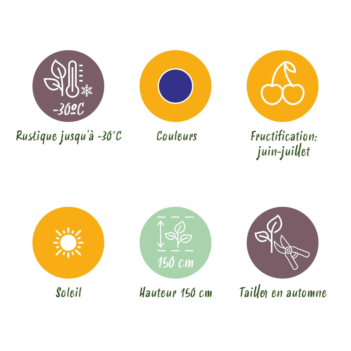 Livraison plante Chèvrefeuille comestible Kamtschatica – Lot de 6 – Pot 9 cm