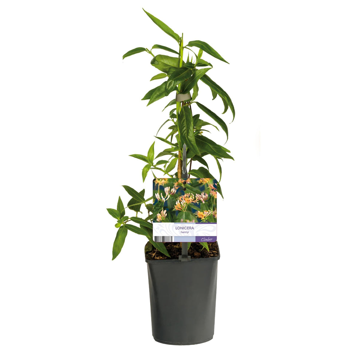 Livraison plante Chèvrefeuille Lonicera henryi – Lot de 2 – Hauteur 40 cm