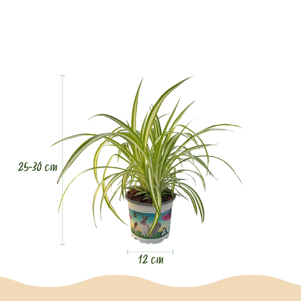 Livraison plante Chlorophytum comosum Variegatum