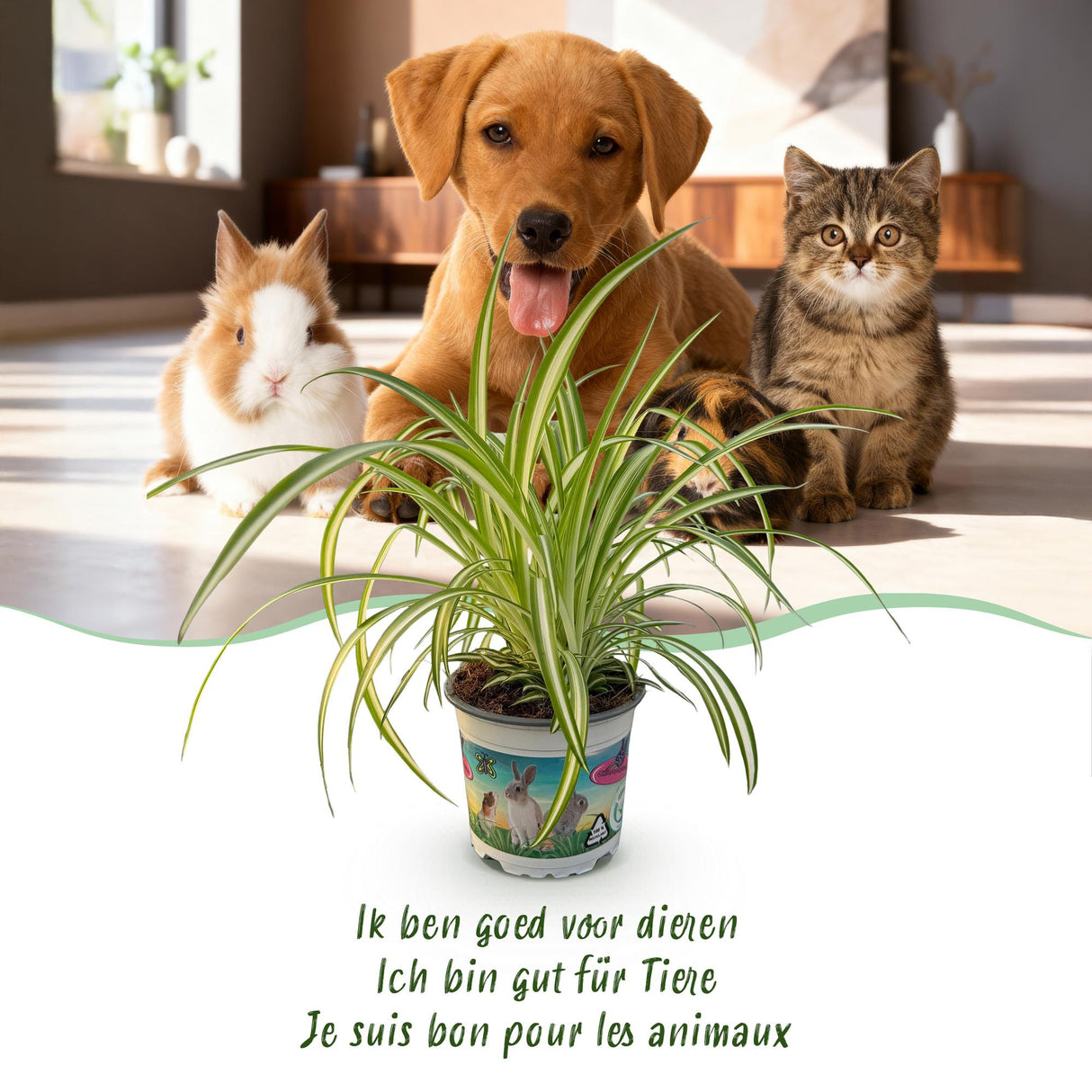 Livraison plante Chlorophytum comosum Variegatum