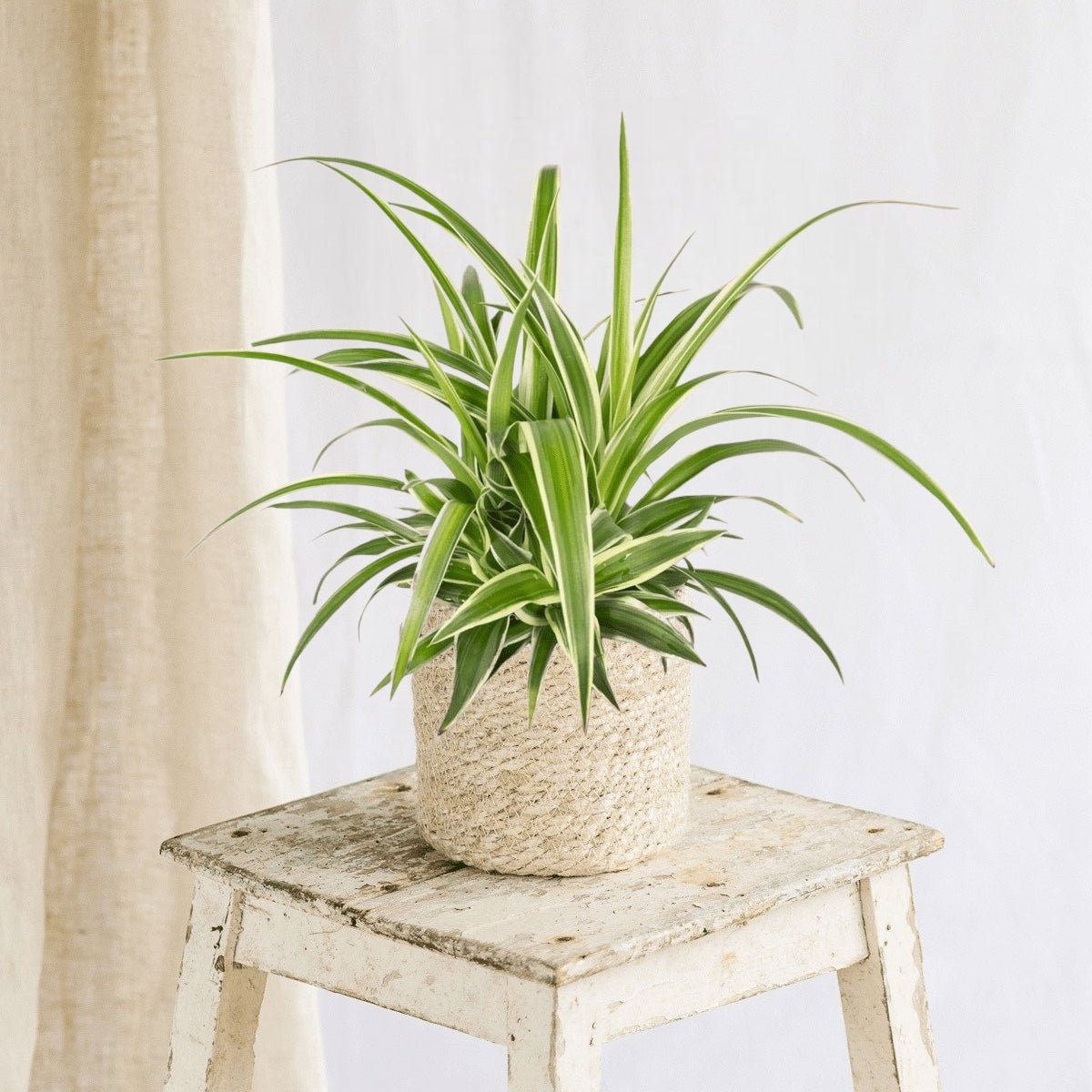 chlorophytum extérieur Chlorophytum variegata