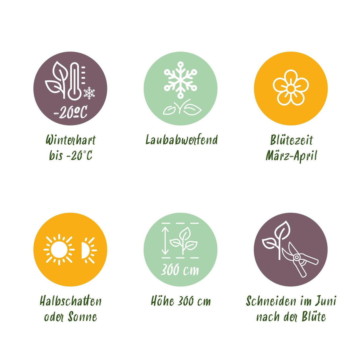 Livraison plante Clématite Montana Grandiflora – Lot de 2 – Pot 11 cm