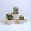 Livraison plante Coffret cactus et ses caches - pots blancs - Lot de 3 plantes, h23cm