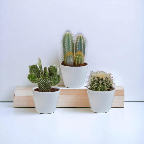 Livraison plante Coffret cactus et ses caches - pots blancs - Lot de 3 plantes, h23cm