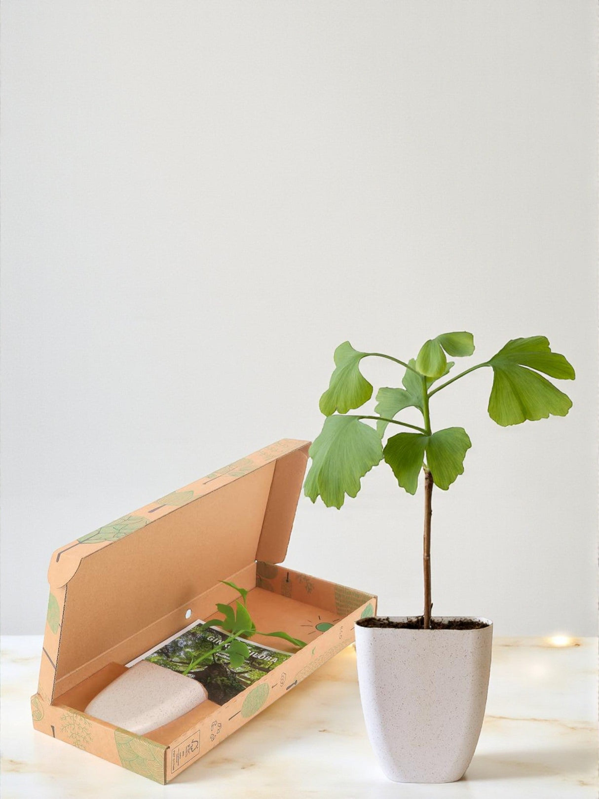 Livraison plante Coffret cadeau - Ginkgo l'arbre de vie