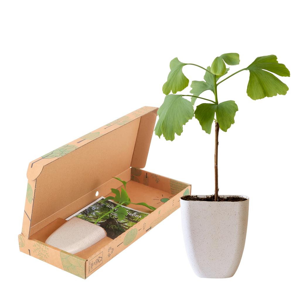 Livraison plante Coffret cadeau - Ginkgo l'arbre de vie