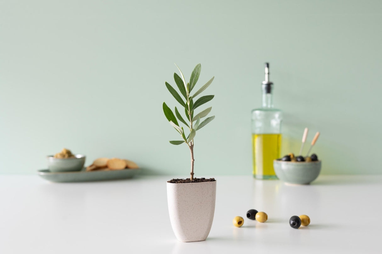 Livraison plante Coffret cadeau Petit Olivier