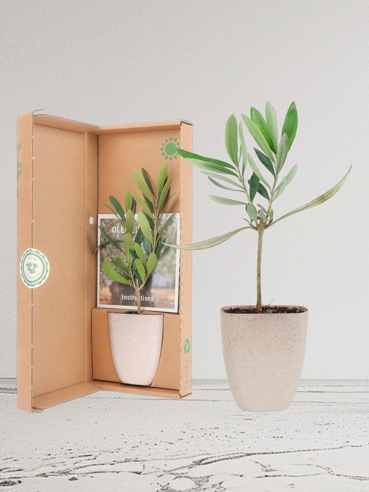 Livraison plante Coffret cadeau Petit Olivier