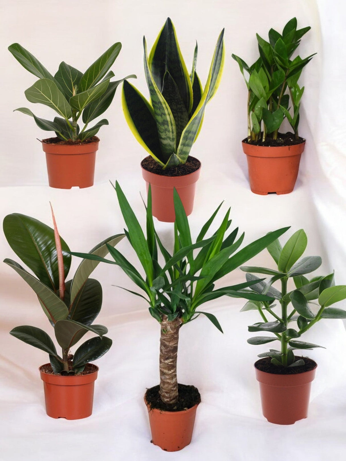 Livraison plante Coffret - Pack de 6 plantes