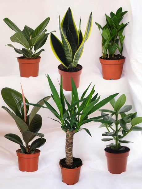 Livraison plante Coffret - Pack de 6 plantes