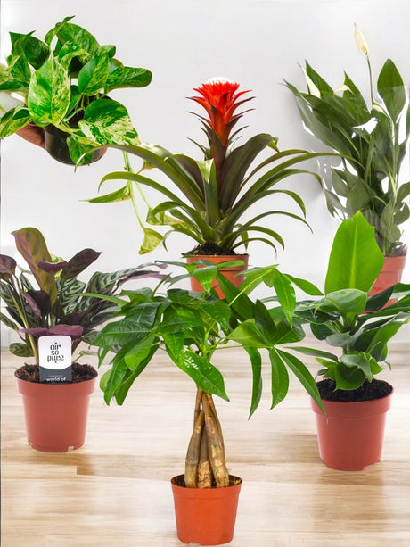 Livraison plante Coffret - Pack de 6 plantes