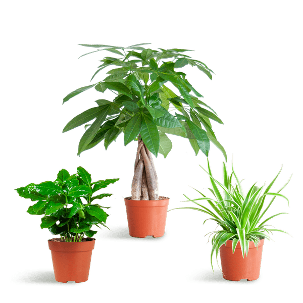 Livraison plante đŸ Coffret â Plantes Pet's Friendly