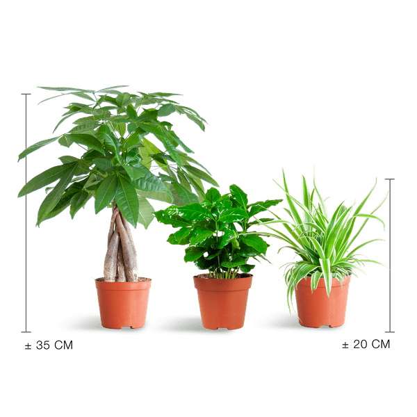 Livraison plante đŸ Coffret â Plantes Pet's Friendly