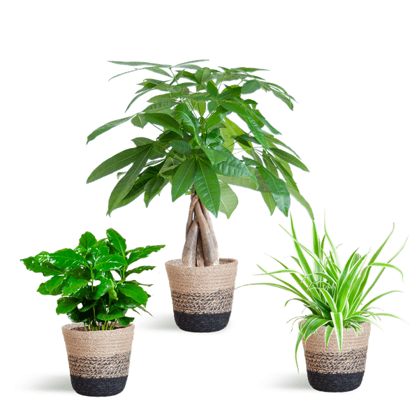 Livraison plante đŸ Coffret â Plantes Pet's Friendly