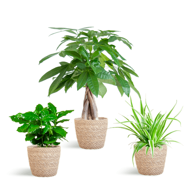 Livraison plante đŸ Coffret â Plantes Pet's Friendly