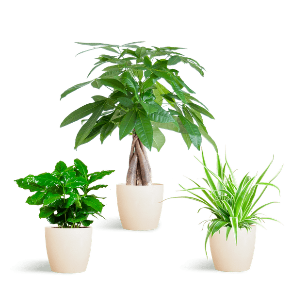 Livraison plante đŸ Coffret â Plantes Pet's Friendly