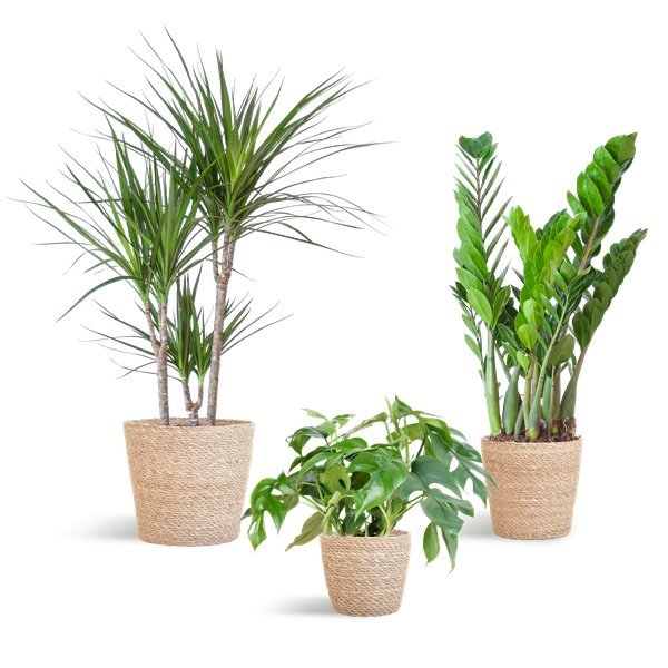 Livraison plante đż Coffret â Plantes pour coins ombragĂ©s (x3)