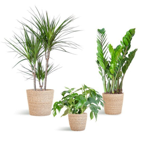 Livraison plante 🌿 Coffret – Plantes pour coins ombragés (x3)