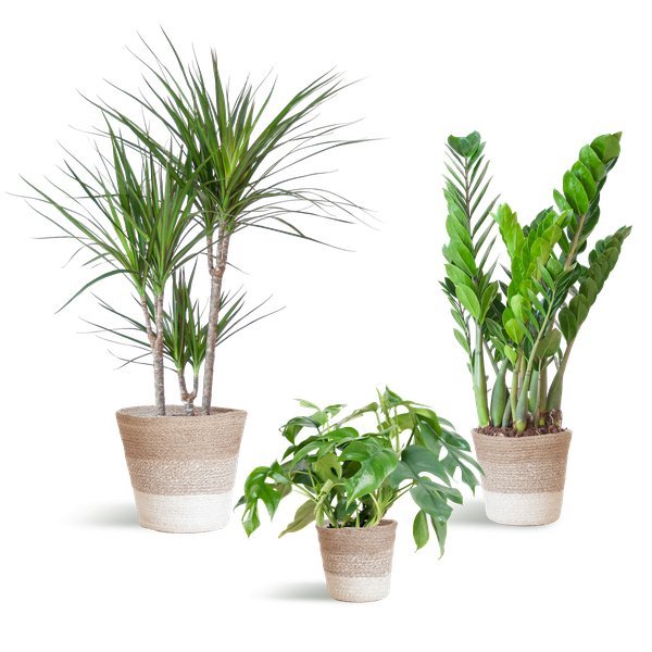 Livraison plante đż Coffret â Plantes pour coins ombragĂ©s (x3)