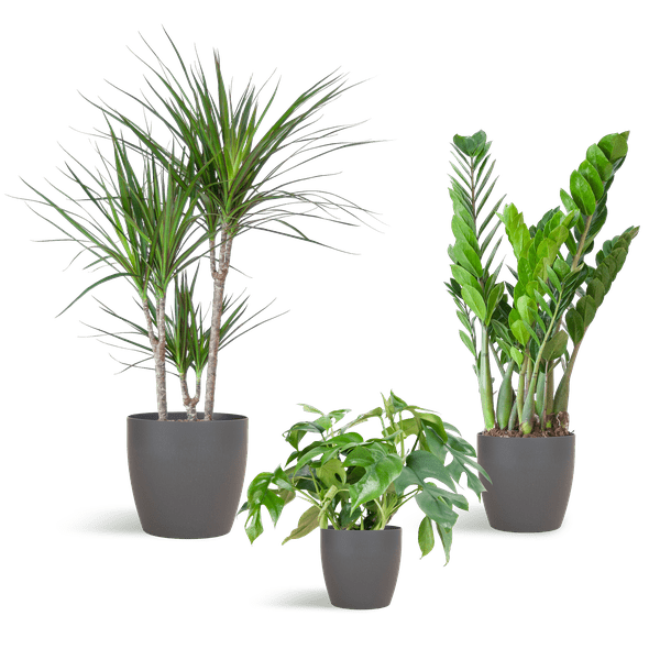 Livraison plante đż Coffret â Plantes pour coins ombragĂ©s (x3)