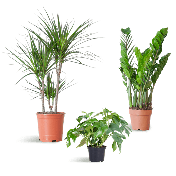 Livraison plante đż Coffret â Plantes pour coins ombragĂ©s (x3)