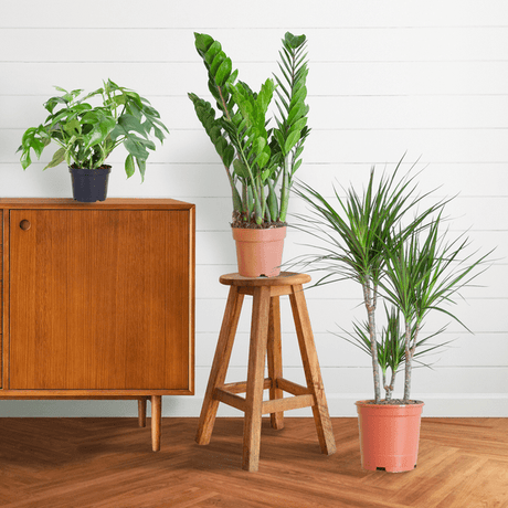Livraison plante 🌿 Coffret – Plantes pour coins ombragés (x3)