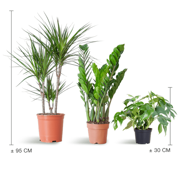 Livraison plante đż Coffret â Plantes pour coins ombragĂ©s (x3)