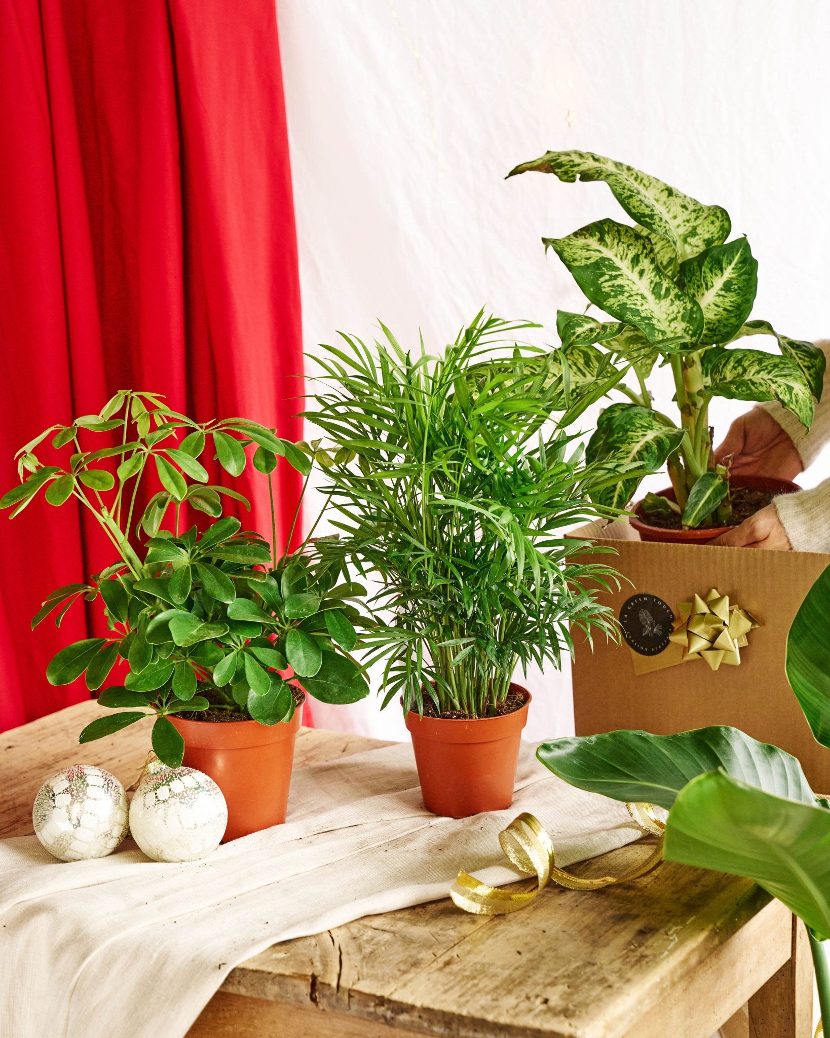 Lot De 4 Plantes D'extérieur Résistantes à L'hiver - Surprise Variée, 25-50cm, Pot 12-15cm, Qualité Pro - 7