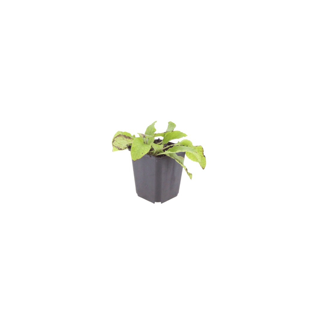 Livraison plante Consoude bleu