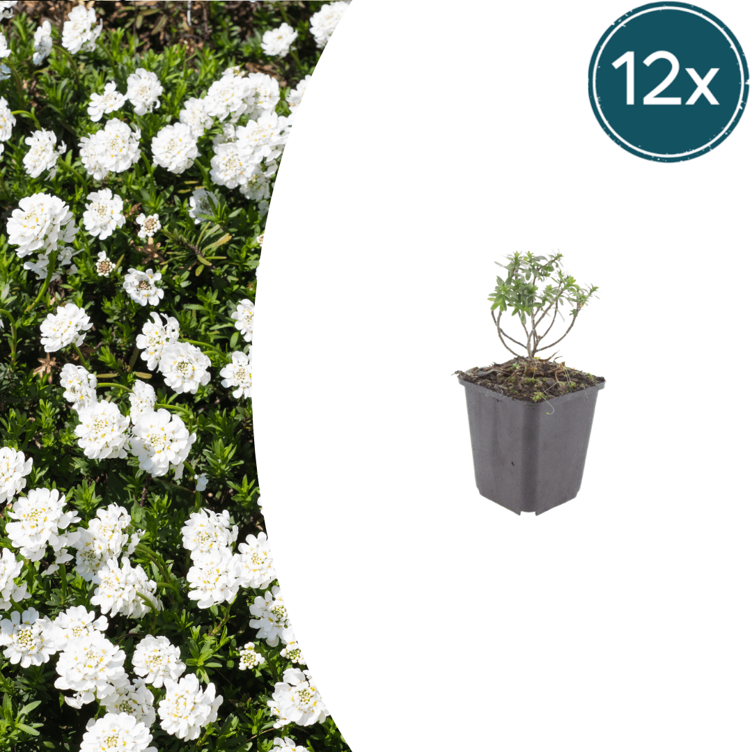 Livraison plante Corbeille d'argent