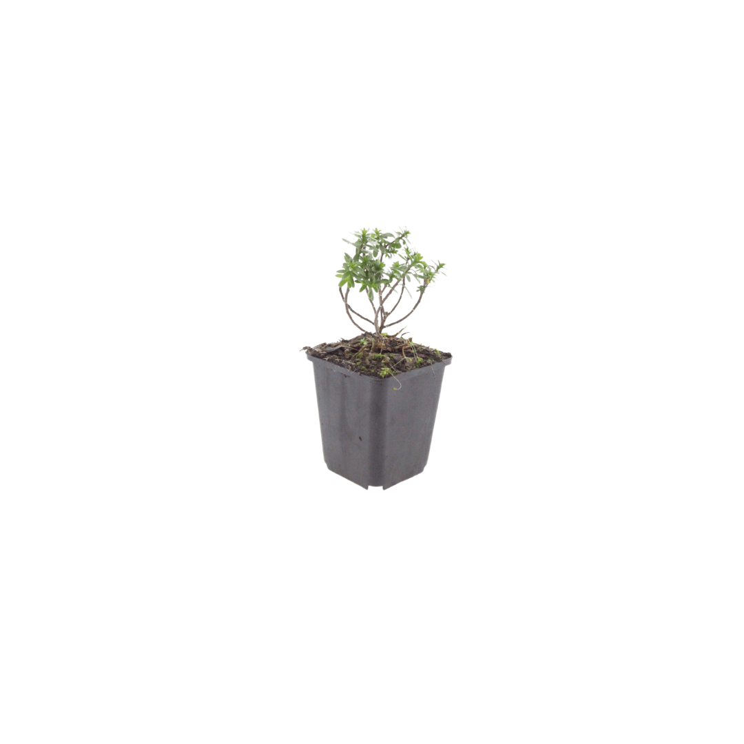 Livraison plante Corbeille d'argent