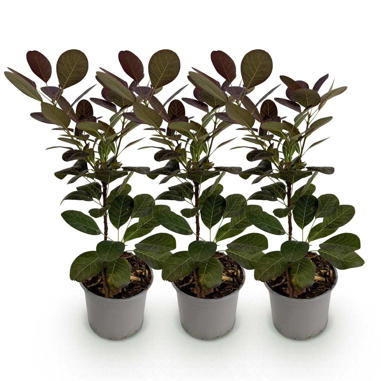 Livraison plante Cotinus coggygria Royal Purple – Lot de 3 – Pot 12 cm