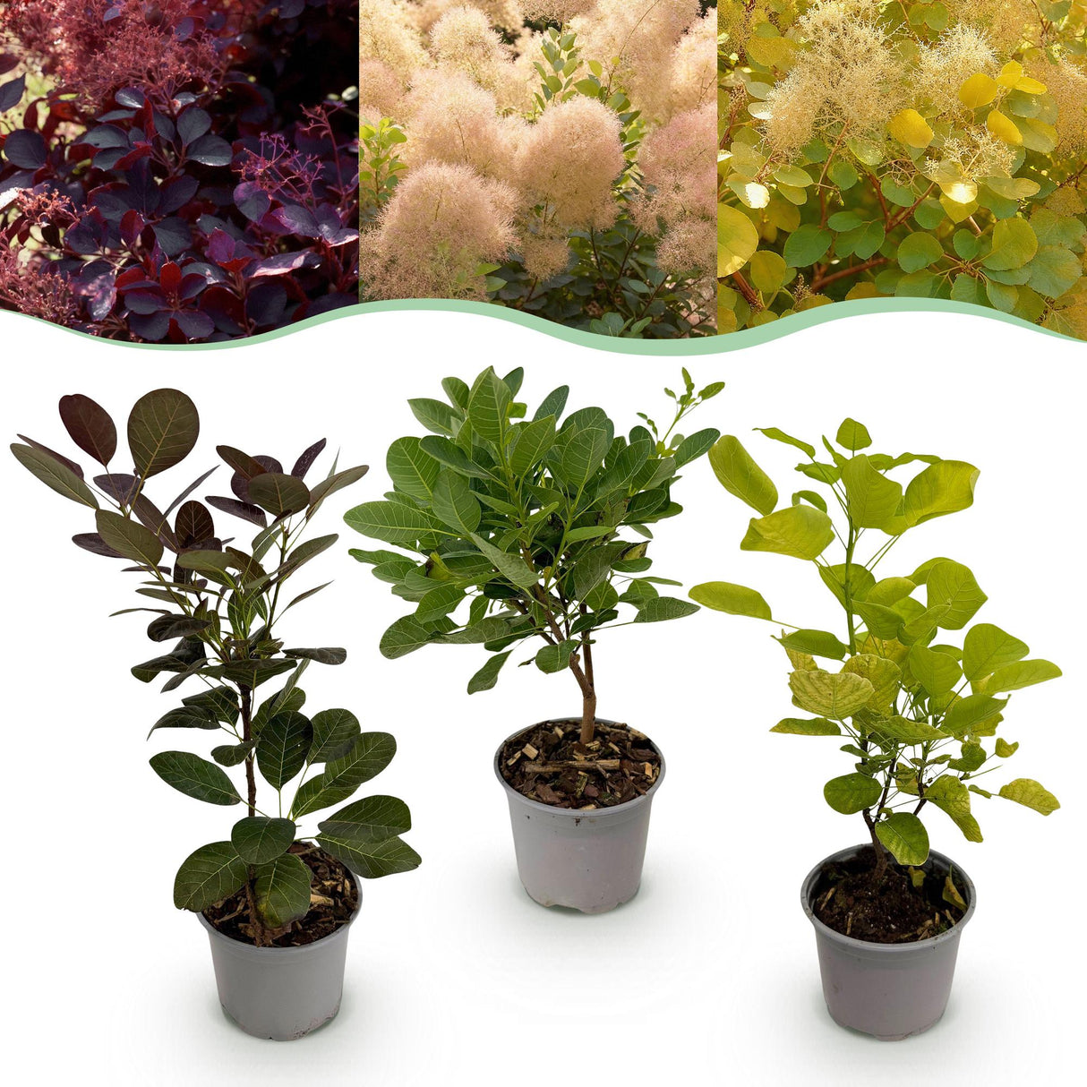 Livraison plante Cotinus coggyria – Lot de 3 – Pot 12 cm – Hauteur 35 cm